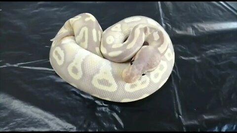 Amazing ball python morph revealing at furever petshop plus a bonus corn snake and sand boa.