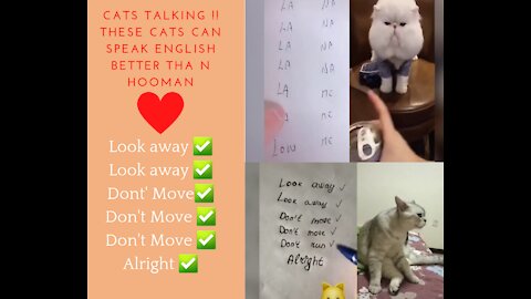 Rumble / cuteCat's talking !! these cats can speak english better than hooman