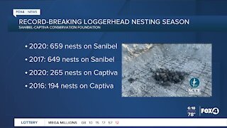 Record-breaking loggerhead nesting season