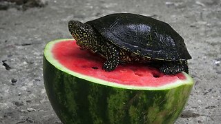 Turtles Love Watermelon!