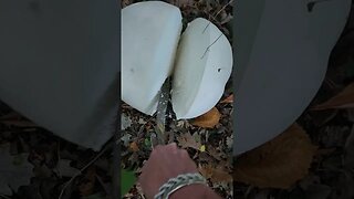 Giant puffball mushrooms in my yard