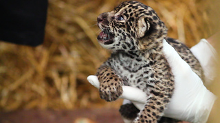 The Family Who Bought A Zoo: Cute Baby Jaguar Arrives