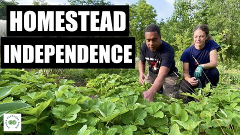 Tips on Building an Independent Homestead