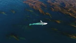 Lumoava näky: majesteetillinen harmaavalas ui merilevämetsän keskellä
