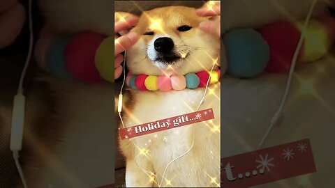 Merry Christmas 🎅🎅🤶🤶🧑‍🎄🧑‍🎄 funny animal videos from Florida