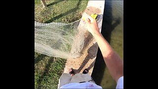 catching some bait off the seawall