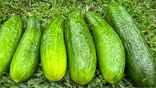 Lots of cucumbers: Part 2