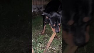 99.9% Cutest Rottweiler (must watch!) [4K] #shorts #short #viral #rottweiler #dog