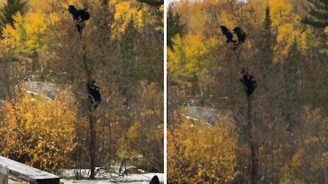 Momma bear rescues her cubs from a tree