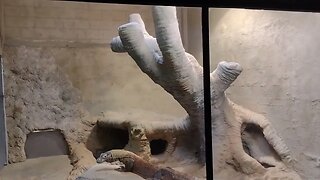 Komodo Dragons At The Memphis Zoo