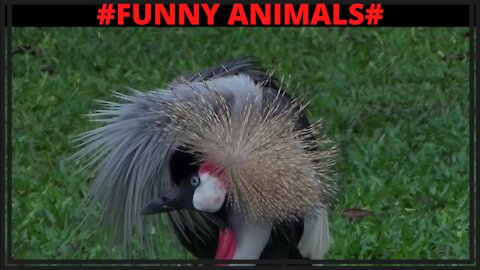 Funny Animals, Exotic Birds