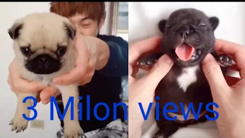 Baby dogs cute and funny cat videos compilition