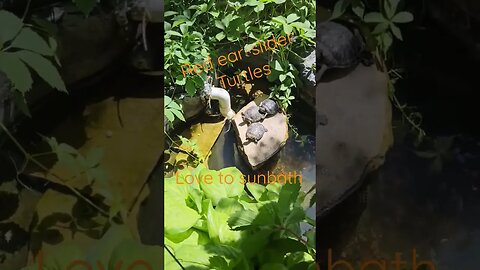 red-ear slider turtles 💕💕 sunbath #shortsvideo #socialmedia #tips #organic #garden @TalkwithSally