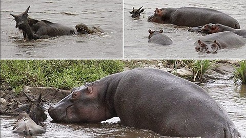 ANIMAL COMPASSION!! Hippo save a Wildebeest from a crocodile!!!