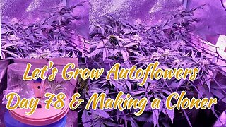 Let's Grow Autoflowers Day 78 plus DIY Bubble Cloner