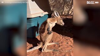 Un bébé kangourou prend du plaisir à se gratter le dos