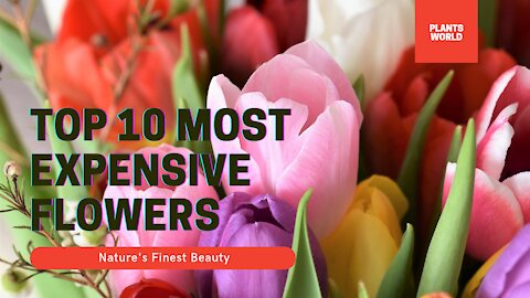 Top 10 Most Expensive Flowers
