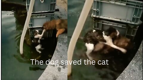 The dog saved the cat