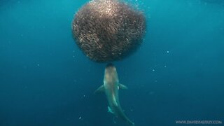 Shark attacks school of fish engulfing bait ball