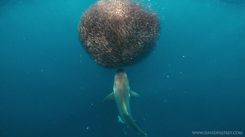 Shark attacks school of fish engulfing bait ball