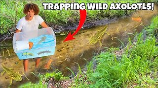 Trapping Wild AXOLOTLS For My AQUARIUM!