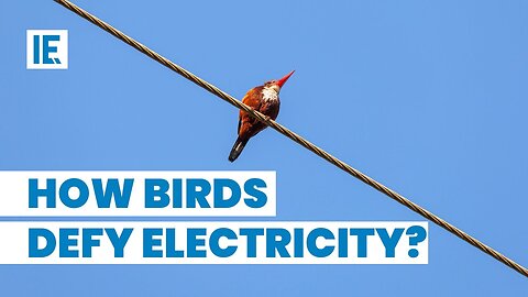 Why don't birds get electrocuted on power lines?