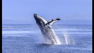 La straordinaria bellezza delle balene