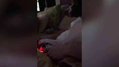 Dog Won’t Let Her Owner Play Video Games