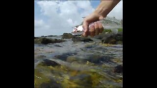 seatrout release