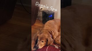 Doggie Spa