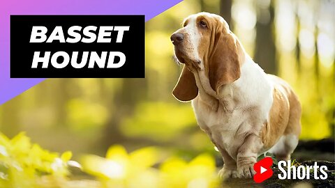 Basset Hound 🐶 One Of The Laziest Dog Breeds In The World #shorts