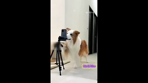 the dog funny & dance video #dog#cutie#funny#dance