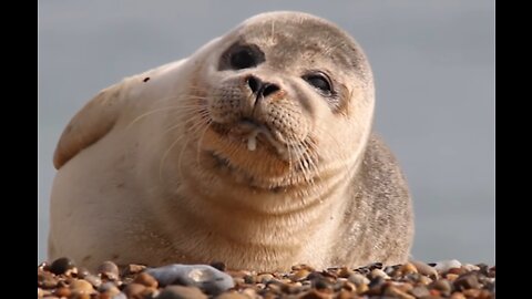 This Seal Can't Stop Sneezing