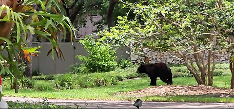 Bear in my area!