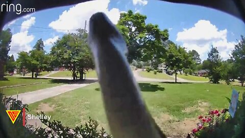 Snake Slithering at The Front Door Caught on Ring Doorbell Camera | Doorbell Camera Video