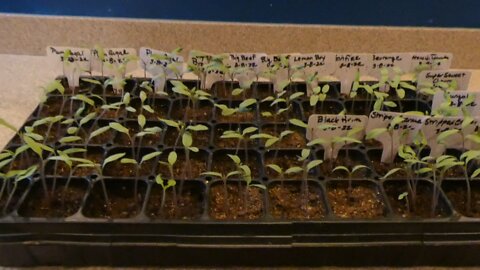 HOME STEAD GARDEN (Tomato seed up date)