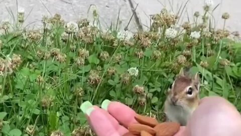 Squirrel wants to eat full stomach