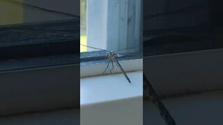 Australian Dragonfly (Yes, He got out)
