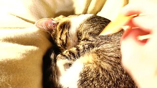 A Baby Comb for a Baby Cat