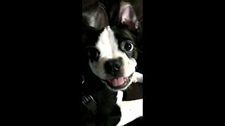 This is Baxter the Boston Terrier