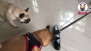 French Bulldog has legendary standoff with broom