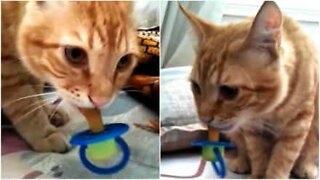 Cat sucks on pacifier like a baby