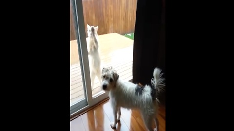 Cat wants to come in out of the rain - dog doesn't care