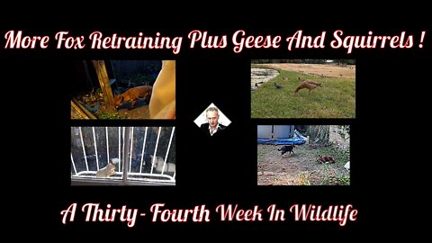A Thirty-Fourth Week In Wildlife - More Fox Retraining Plus Geese And Squirrels !