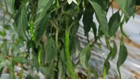 green chili tree