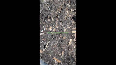 Carpenter ants raid a termite nest
