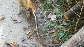 Fearless cat drags snake by its tail