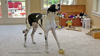 Howling Harlequin Great Dane Will Make You Laugh