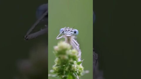 Cute Little Baby Dragonfly Video