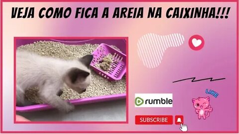 Veja como fica o xixi do gatinho na areia que uso!